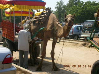 184 69e. Agra - camel