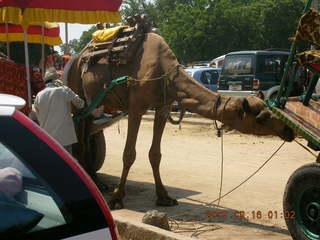 185 69e. Agra - camel