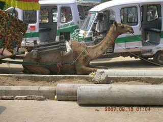 187 69e. Agra - camel