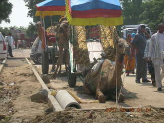 189 69e. Agra - camel