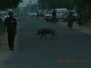 3 69g. morning run, Gurgaon, India - pig