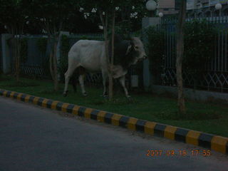 morning run, Gurgaon, India- bull