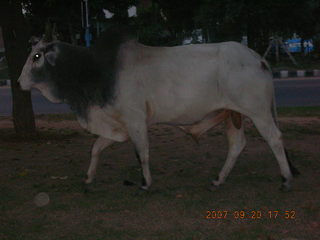50 69g. morning run, Gurgaon, India - bull (dark)