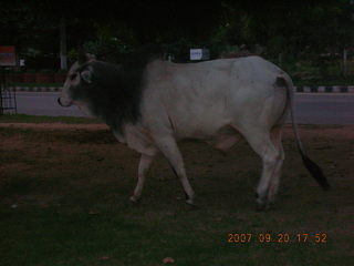 51 69g. morning run, Gurgaon, India - bull (dark)