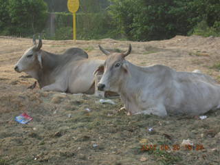 69 69g. morning run, Gurgaon, India - bulls