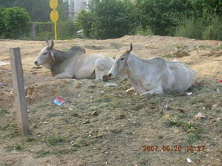 70 69g. morning run, Gurgaon, India - bulls