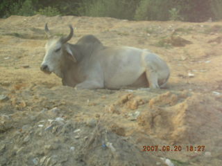 morning run, Gurgaon, India - bull