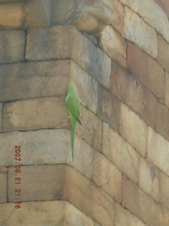 Qutub Minar, Delhi - bright green bird