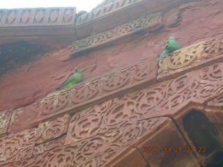 Qutub Minar, Delhi - bright green birds