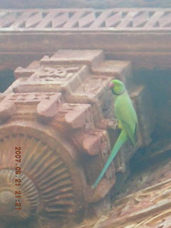 142 69h. Qutub Minar, Delhi - bright green bird