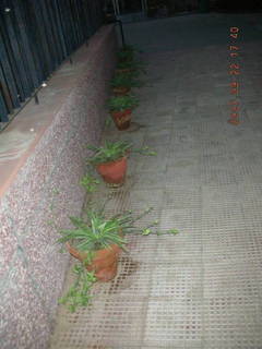 1 69k. potted plants - Essel Towers - Gurgaon, India