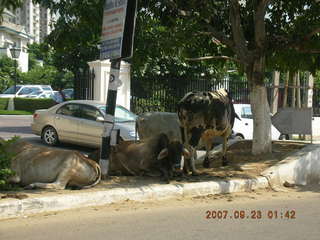 roadside cattle, Gurgaon, India