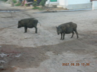 30 69k. morning run, Gurgaon, India - pigs
