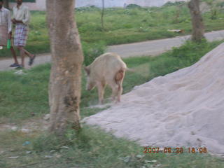 morning run, Gurgaon, India - pig