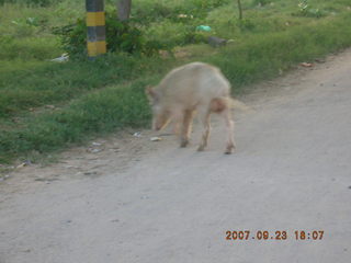 34 69k. morning run, Gurgaon, India - pig