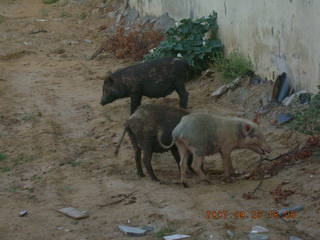 morning run, Gurgaon, India - pigs