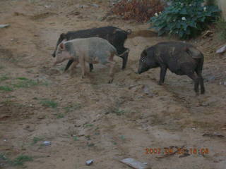 36 69k. morning run, Gurgaon, India - pigs