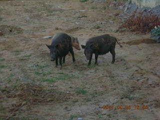 morning run, Gurgaon, India - pigs