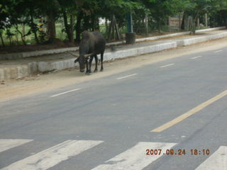 morning run, Gurgaon, India - bull