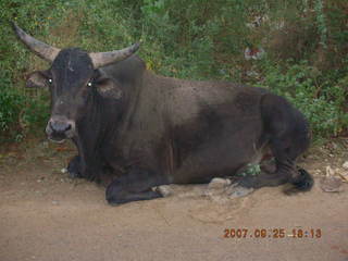 136 69k. morning run - Gurgaon, India - bull