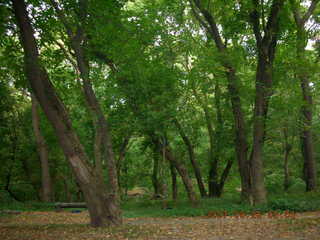 morning run - Tookany Creek Park