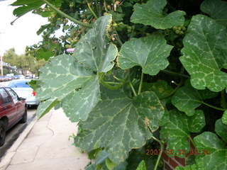 watermelon plant with giant leaves