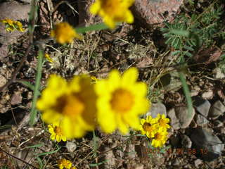 Chapman Ranch run in Young, Arizona - flowers