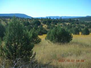 Chapman Ranch run in Young, Arizona - flowers