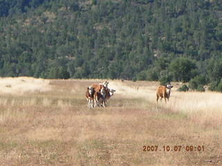 Chapman Ranch Airport - cows