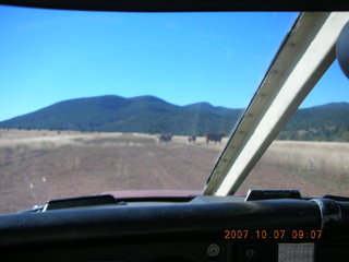 Chapman Ranch Airport runway with cows