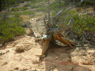 Bryce Canyon - twisted dead tree