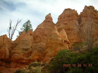 Bryce Canyon - bird on the ground