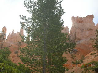 Bryce Canyon - bird on the ground