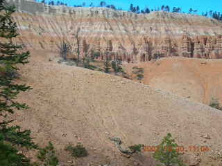 Bryce Canyon - bird on the ground