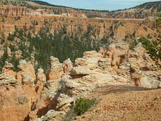 Bryce Canyon - twisted dead tree