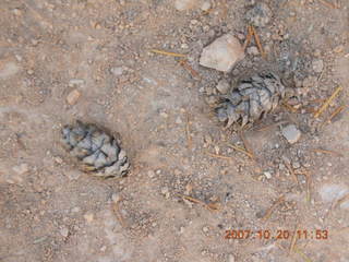 Bryce Canyon - pine cones