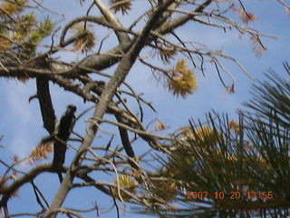 Bryce Canyon - Navajo loop - bird