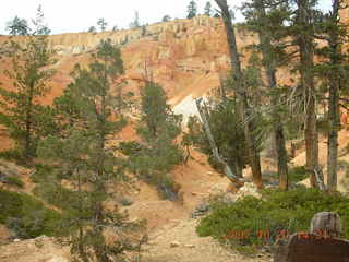 Bryce Canyon - Navajo loop - bird