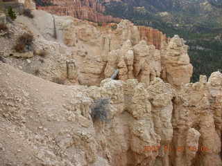 Bryce Canyon - raven