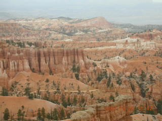 Bryce Canyon - mule deer