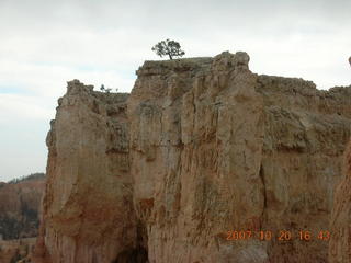 Bryce Canyon - mule deer