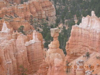 Bryce Canyon - mule deer