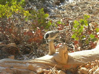 Bryce Canyon - Fairyland trail - bird