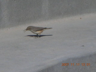 bird at lost dog wash amphitheater