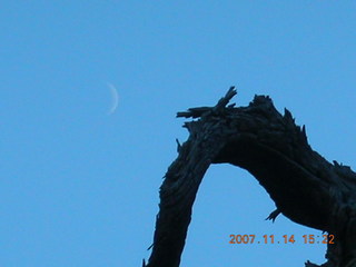 Arches National Park - Devils Garden hike - moon in tree silhouette