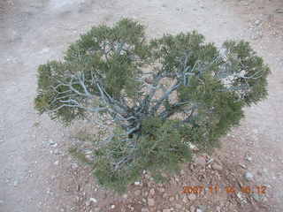 253 6be. Arches National Park - Devils Garden hike - tree