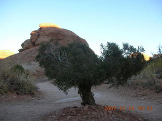 254 6be. Arches National Park - Devils Garden hike - tree