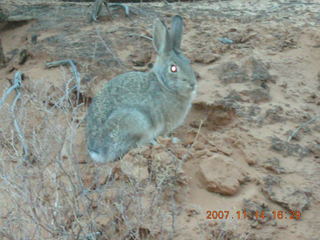 273 6be. Arches National Park - Devils Garden hike - rabbit