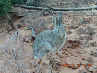 276 6be. Arches National Park - Devils Garden hike - rabbit