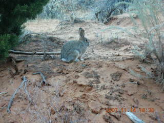 280 6be. Arches National Park - Devils Garden hike - rabbit